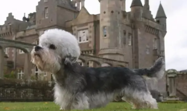 Does anyone know about the five types of dogs that don’t “hit dogs” when going out?