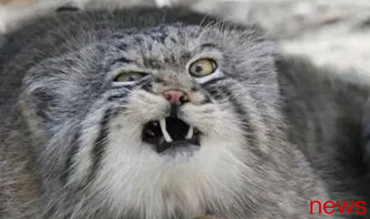 The most common cats that are easy to bite, please remember their appearance