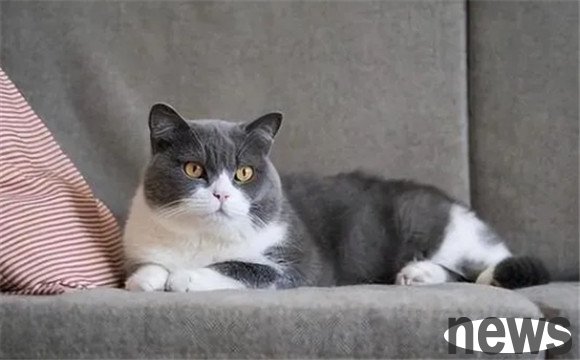 The more I raise the 5 kinds of cats I want to 