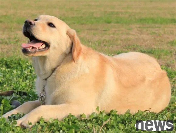 These 9 kinds of dogs 