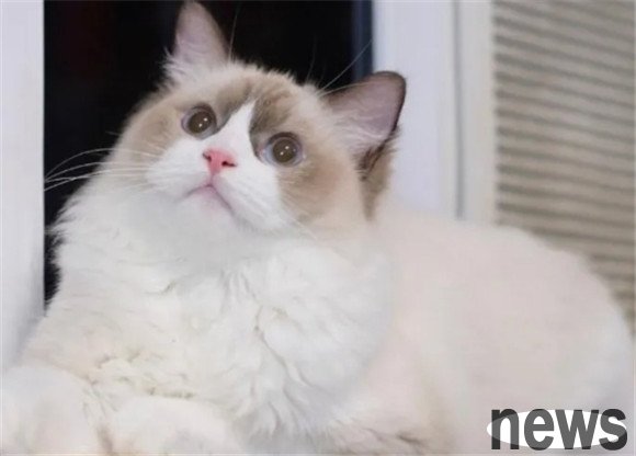 These cats are very easy to raise, with high appearance and no odor. They are said to be good after raising them