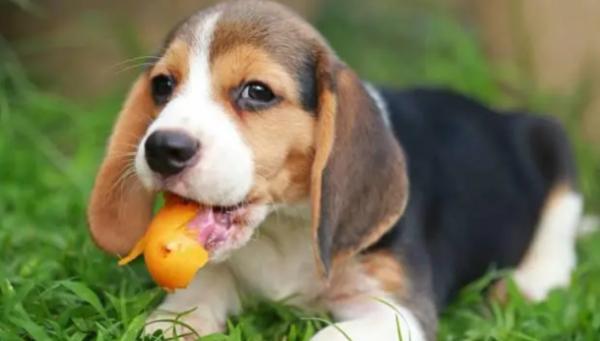 The top ten taboo fruits for dogs, please understand clearly in one article