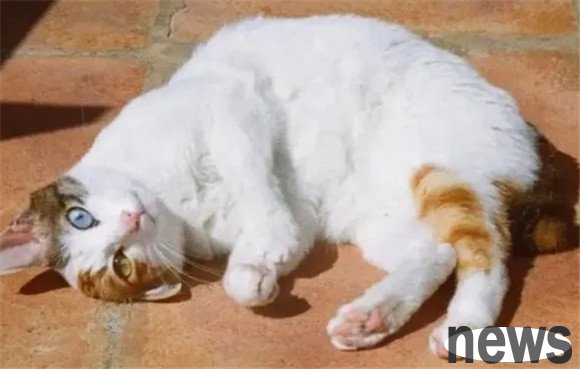When a cat sees you, it will 