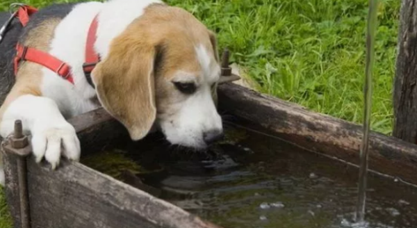 Summer is coming, what should you pay attention to with your dog