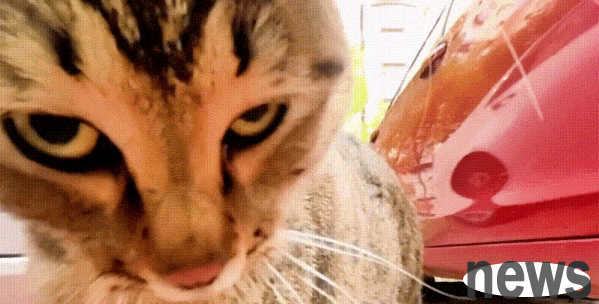 Why can t other cats beat the tabby cat? It not only beats, but also scolds