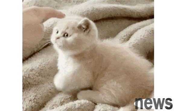 What cats are suitable for raising twelve zodiac signs? If you raise it right, you can really benefit your whole family!