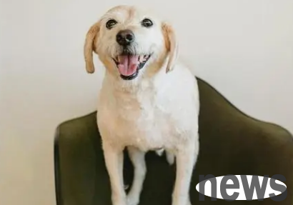 What kind of small dogs are suitable for domestic maintenance? Which one do you like?