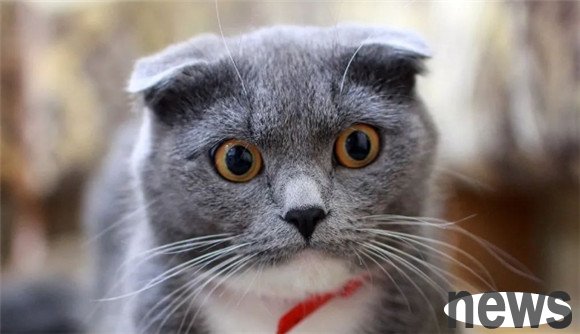 Cat IQ rankings one to ten: Reveal these extremely smart cats! Look at which cat is ranked?