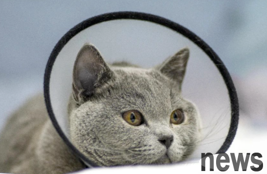 Why is it so expensive to treat cats