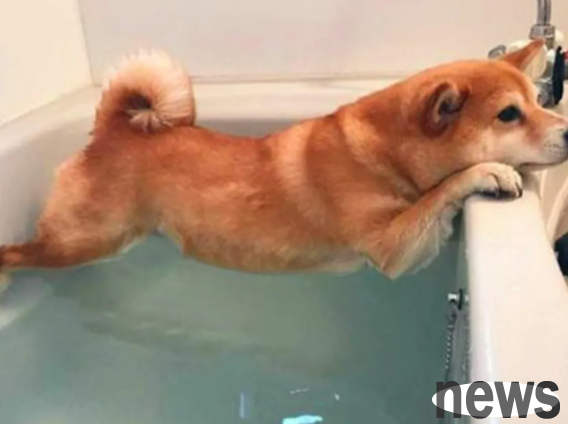 How should dogs in estrus be taken care of?