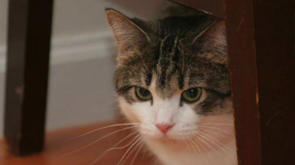 How to train a cat timid?