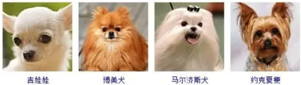 All dog breeds