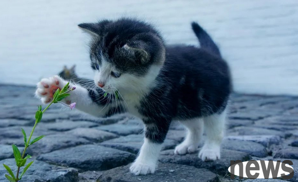 What do cats fear the most? Reveal the secret! 90% of people don’t know the four things that cats fear the most!