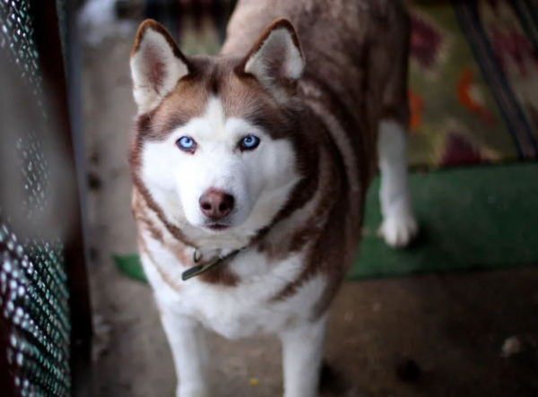 After you fall asleep, your dog will do these things, which means you are not in vain.