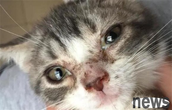 Veterinarians remind again: cat plague is high in winter, so cats should pay attention to these symptoms!