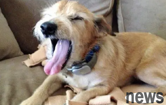 Open your mouth and smell a bit strange? Veterinary reminder: Dogs often have bad breath, and there may be 5 problems