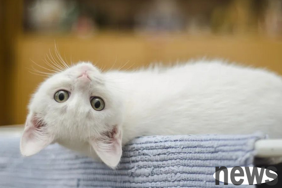 If a cat does these behaviors, it proves that you have failed to raise a cat.