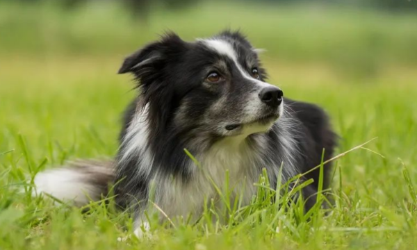 I secretly tell you that a dog has these seven characteristics, which means it is very prosperous and will make a lot of money if it is raised!