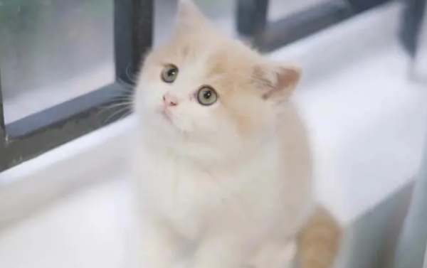 This is the cat s voice, I m crying!