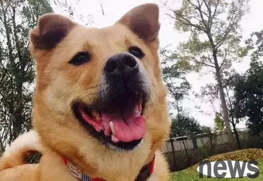 There are 6 types of dogs that are easy to raise and gentle. Many people are raising them first. Is your dog on the list?
