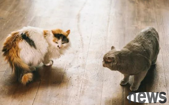 How to tell whether the cat is really fighting or having fun?