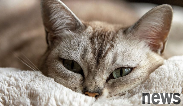 The cat suddenly acts cute? Maybe it s enduring the pain! You must know these distress signals