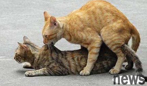 Cats have “sexual knowledge”, don’t be shy, understanding is good for cats!