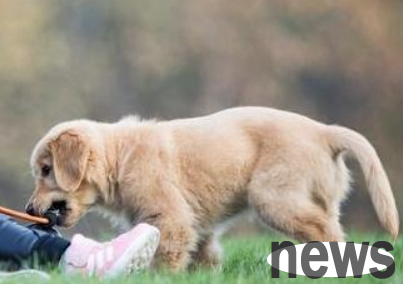 More suitable for domestic dogs, you should choose dogs