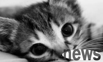 What to do if cats don t eat oral ulcers