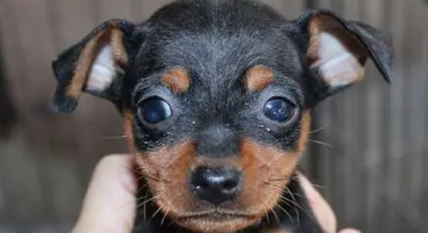 How to buy a dog on Taobao? It is best to choose a local dog