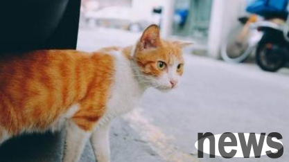 What should cats do if they have a long-term weakness? What s wrong with cats being soft for a long time?