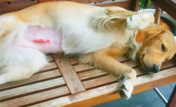 After a dog is sterilized, how can it help it adapt to its new life better?