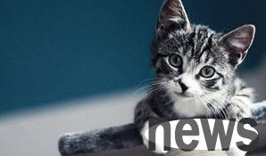 What should I do if a cat has been having a runny nose?