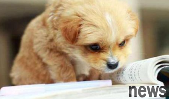 How to make dog fur look beautiful? Detailed tutorial on dyeing dogs hair at home.