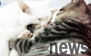 What should I do if a cat has cat plague? Come and find out