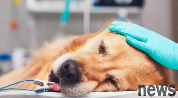 What should I do if my dog s testicles become inflamed and suppurated?