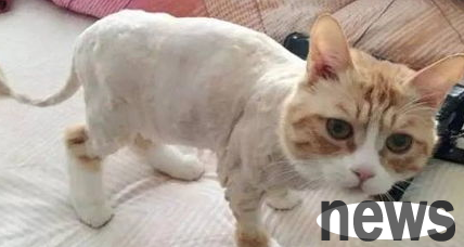 What should I do if a cat keeps licking her hair after shaving it? Come and find out