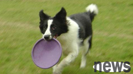 What should I do if I am chased by a big dog? What does it mean to be chased and bitten by a big dog?