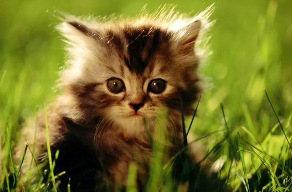 What s wrong with cat retching