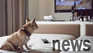 What to do if you want to travel and stay with your dog? Want to know to see it