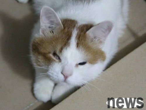 How to deal with the odor on a kitten