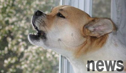 What should I do if a dog barks at home? Come and have a look