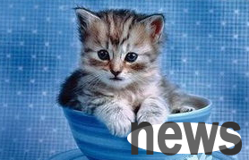 What should I do if a cat doesn’t sleep or screams at night? Help you solve the night owl!