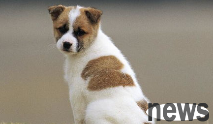 Common knowledge about pet dog care?