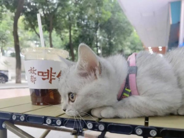 Methods to improve cats  