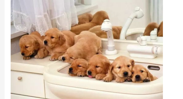 Come and see: 6 tricks to solve all the problems of dog hair polishing