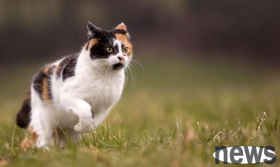 Teach you how to train pet cats to jump rings? Pet cat training skills!