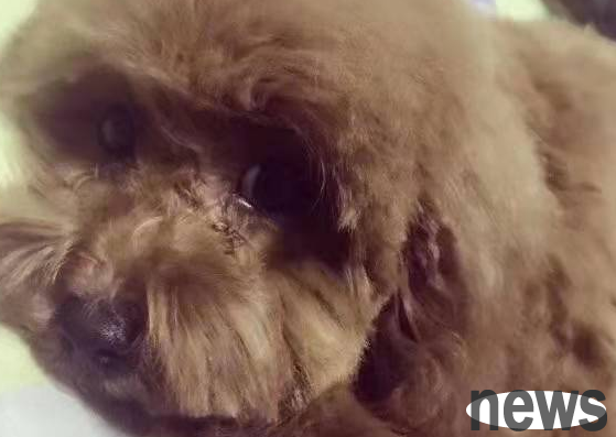 The causes of urinary tract infections in dogs are a must-see for beginners to keep pets!