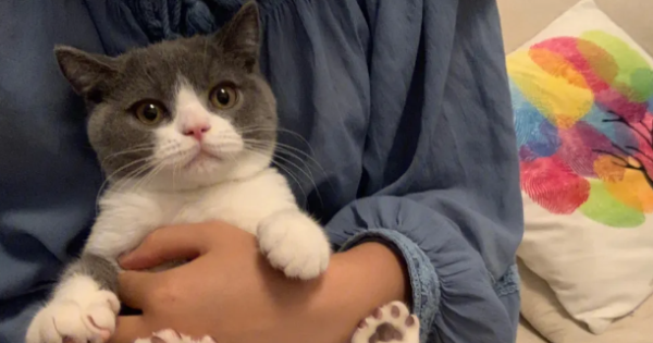 How to make your cat become well-behaved and obedient? How to develop a gentle cat!