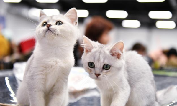 Cat body language, 15 ways to interpret behavior